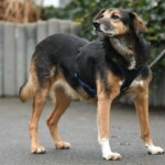 Ein schwarzer und brauner Hund im Geschirr steht aufmerksam draußen.
