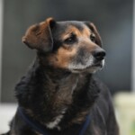 Schwarzer und brauner Hund mit spitzen Ohren in einem Hundegeschirr.