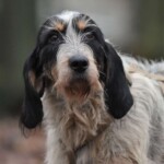 Zotteliger grau-weißer Hund mit schwarzen Ohren draußen im Tierheim Siegen.