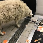 Schafe mit dicker Wolle in einem gekachelten Raum, Wollreste auf dem Boden.