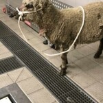 Ein Schaf mit dicker Wolle steht im Haus, angebunden mit einem Seil.
