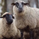 Zwei flauschige, dunkelhäutige Schafe im Freien im Tierheim Siegen.