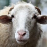 Weißes Schaf mit kurzen Hörnern schaut in die Kamera, Nahaufnahme.