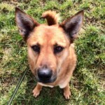 Brauner Hund mit spitzen Ohren im Gras, nach oben schauend, Leine links.
