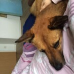 Brauner Hund, der sich unter einer rosa-weißen Decke an einen Menschen schmiegt.