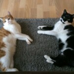 Zwei Katzen, eine rothaarig-weiße und eine schwarz-weiße, liegen auf einem grauen Teppich.