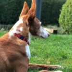 Braun-weißer Hund mit großen Ohren im Gras am Tierheim Siegen.