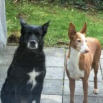 Zwei Hunde auf der Terrasse schauen durch das Glas im Tierheim Siegen.