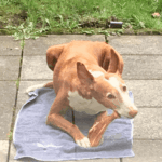Brauner Hund auf Handtuch im Freien, der in der Nähe von Gras und Pflaster einen Knochen kaut.