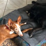 Zwei Hunde - ein braun-weißer und ein schwarzer - liegen in einem Haus auf einer Decke.