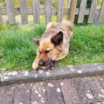 Deutscher Schäferhund im Gras am Zaun, mit den Vorderpfoten kauend.