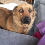 Brauner Hund mit seelenvollen Augen sitzt neben einer grauen Couch in einem Haus.