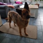 Brauner und schwarzer Hund auf Wohnzimmerteppich, Kopf nach oben geneigt.