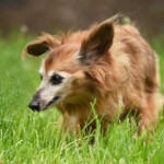 Älterer brauner Hund mit langem Fell steht im hohen Gras.
