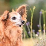 Flauschiger brauner Hund mit großen Ohren sitzt im hohen Gras, Blumen.