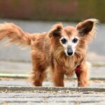 Älterer brauner Hund mit langem Fell, der eine Treppe hinaufsteigt.