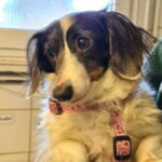 Kleiner schwarzer und weißer flauschiger Hund in rosa Geschirr im Haus.