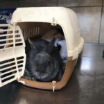 Zwei Kaninchen in einem offenen hellbraunen Transportbehälter auf einer Metallfläche.