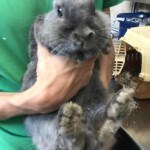 Person in grünem Hemd, die ein graues Kaninchen in der Nähe eines Haustiertransporters im Haus hält.