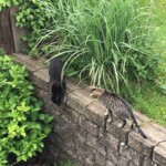 Schwarz-getigerte Katzen auf einer Gartenmauer im Tierheim Siegen.