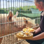 Eine Person füttert ein Schwein durch einen Zaun im Tierheim Siegen.