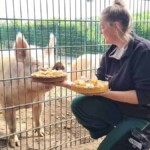 Frau kniet am Zaun und gibt den Schweinen draußen Futterschalen.