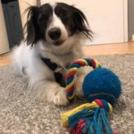 Kleiner schwarzer und weißer Hund auf Teppich mit blauem Ball und Seilspielzeug.