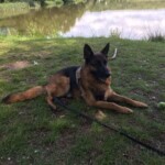 Deutscher Schäferhund im Geschirr ruht auf einer Wiese am See im Tierheim Siegen.