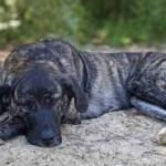 Gestromter Hund schläft draußen neben Schuhen und schwarzer Tasche.