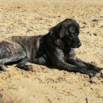 Gestromter Hund auf Sand liegend, Vorderbeine nach vorne gestreckt.