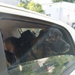 Großer Hund am Autofenster; ein weiterer Hund teilweise im Auto. Tierheim Siegen.