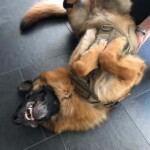 Deutscher Schäferhund in Weste liegt auf dem Rücken und zeigt spielerisch seine Zähne.