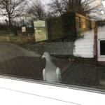 Taube vor dem Fenster im Tierheim Siegen, Landschaft gespiegelt.