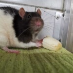 Schwarz-weiße Ratte mit Banane auf einem grünen Handtuch im Tierheim Siegen.