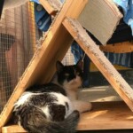 Schwarze und weiße Katze ruht unter einem Holzrahmen im Freien.