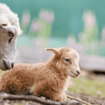 Schaf kuschelt mit Lamm, beide ruhen sich im Freien im Gras aus.