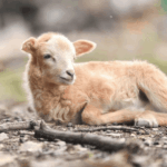 Hellbraunes Lamm auf dem Boden liegend im Tierheim Siegen.
