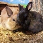 Braune und schwarze Kaninchen kuscheln auf Stroh im Tierheim Siegen.
