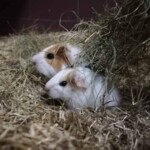 Zwei Meerschweinchen kuscheln im Heu und lugen gemeinsam hervor.