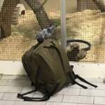 Taube auf grünem Rucksack durch Netzgehege im Tierheim Siegen.