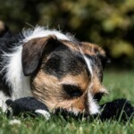 Kleiner Hund auf Gras kaut schwarzes Plüschtier, dahinter Grünzeug.