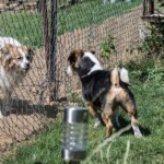 Zwei Hunde schauen sich durch einen Maschendrahtzaun im Tierheim Siegen an.