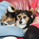 Kleiner schwarzer und brauner Hund auf blauer Decke neben einer Person in Rosa.