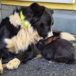 Schwarz-weißer Hund knuddelt ein kleines schwarzes Kaninchen auf dem Bürgersteig.