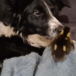 Hund und Entenküken berühren ihre Nasen auf einer Decke.