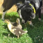 Schwarzer Hund mit gelbem Halsband schnüffelt an Entenküken im sonnigen Gras.