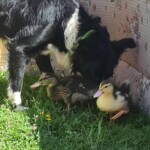 Hund beschnüffelt zwei Entenküken im Gras an einer gemusterten Wand.