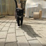 Schwarz-weiße Katze läuft auf sonniger Terrasse im Tierheim Siegen.