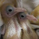 Zwei Babyvögel kuscheln auf einem weiß-gelben Handtuch.