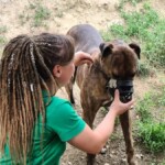 Mädchen mit langen Zöpfen legt braunem Hund im Freien ein Halsband an.
